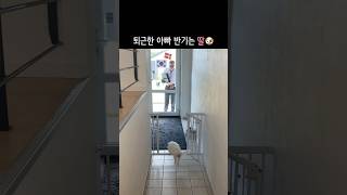 퇴근한 아빠 반기는 멍뭉이딸🎀 #강아지 #아빠와딸 #꼬동 #cutedog