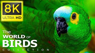 8K Beautiful Birds  Collection of Rare Birds in the World in 8K ULTRA HD Movies