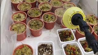 How to water your Carnivorous Plant properly and avoid root rot. + more tips screenshot 5