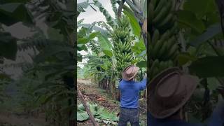A Closer Look At The Fhia17 Banana Variety