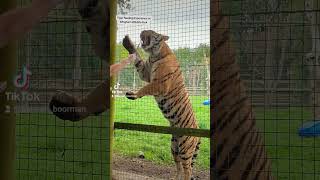 Tiger Feedingwingham Wildlife Park