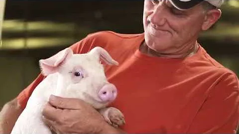 2018 America's Pig Farmer of the Year Finalist - B...