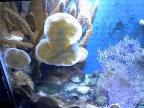 Atlantic Staghorn Coral , (Acropora cervicornis) 2-year +, (734 day) growth time-lapse