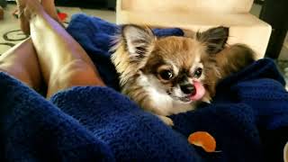 Don't Take My Orange Slice  Chihuahua Eats Orange