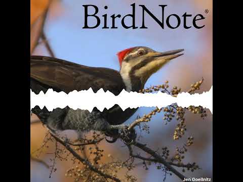 ვიდეო: ზეციური ბამბუკის კენკრა და ჩიტები: არის თუ არა ნადინას კენკრა შხამიანი