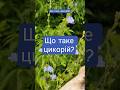 Що таке цикорій?