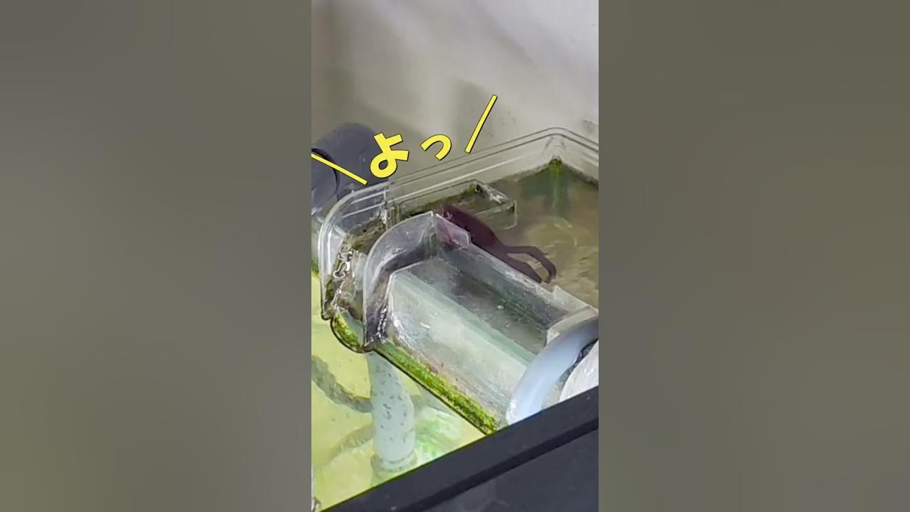 【ベタ】何度隔離しても自力で戻る賢い魚 #shorts #ベタ　#賢い