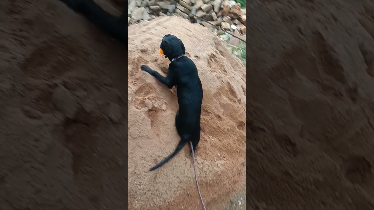 perfect fatch dog my black Labrador