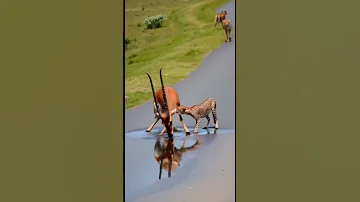 The Leopard Trying Attack The Deer Drinking Water Youtube Shorts Viral Video Animals Shorts 