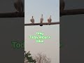 Sk Firoz #youtubeshorts #subscribetomychannel