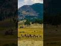 Elk at Rocky Mountain National Park in the fall. #fall #nature #photography #life