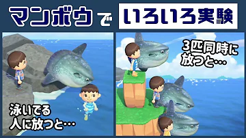 あつまれどうぶつの森 マンボウ あつまれどうぶつの森 マンボウ