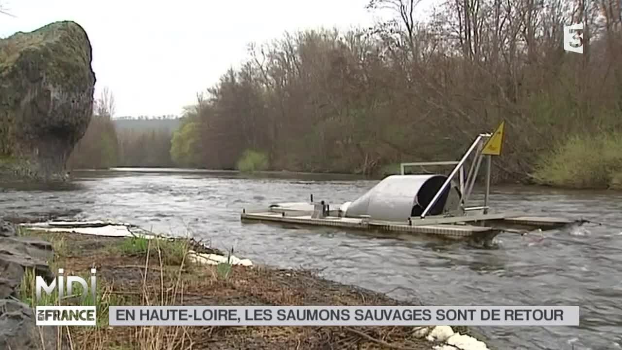 VU D'ICI : En Haute-Loire, les saumons sauvages sont de retour