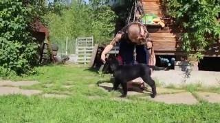Прямошерстный ретривер Голд Бьюти Б... (желтый) Прямошерстный ретривер Голд Бьюти Б... (желтый)