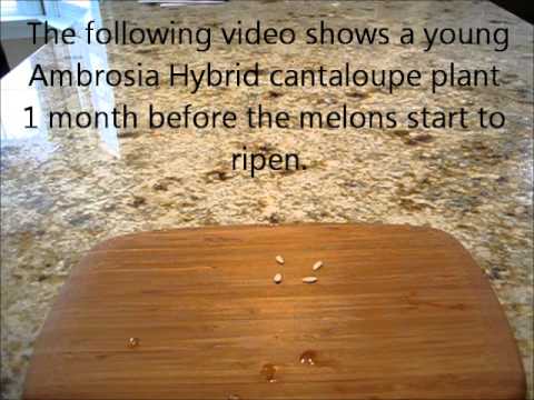 Video: Mikä on Ambrosia cantaloupe?