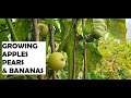 Growing Apples, Pears & Bananas