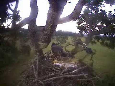 Surprise Visit at the Sidney Bald Eagle Nest