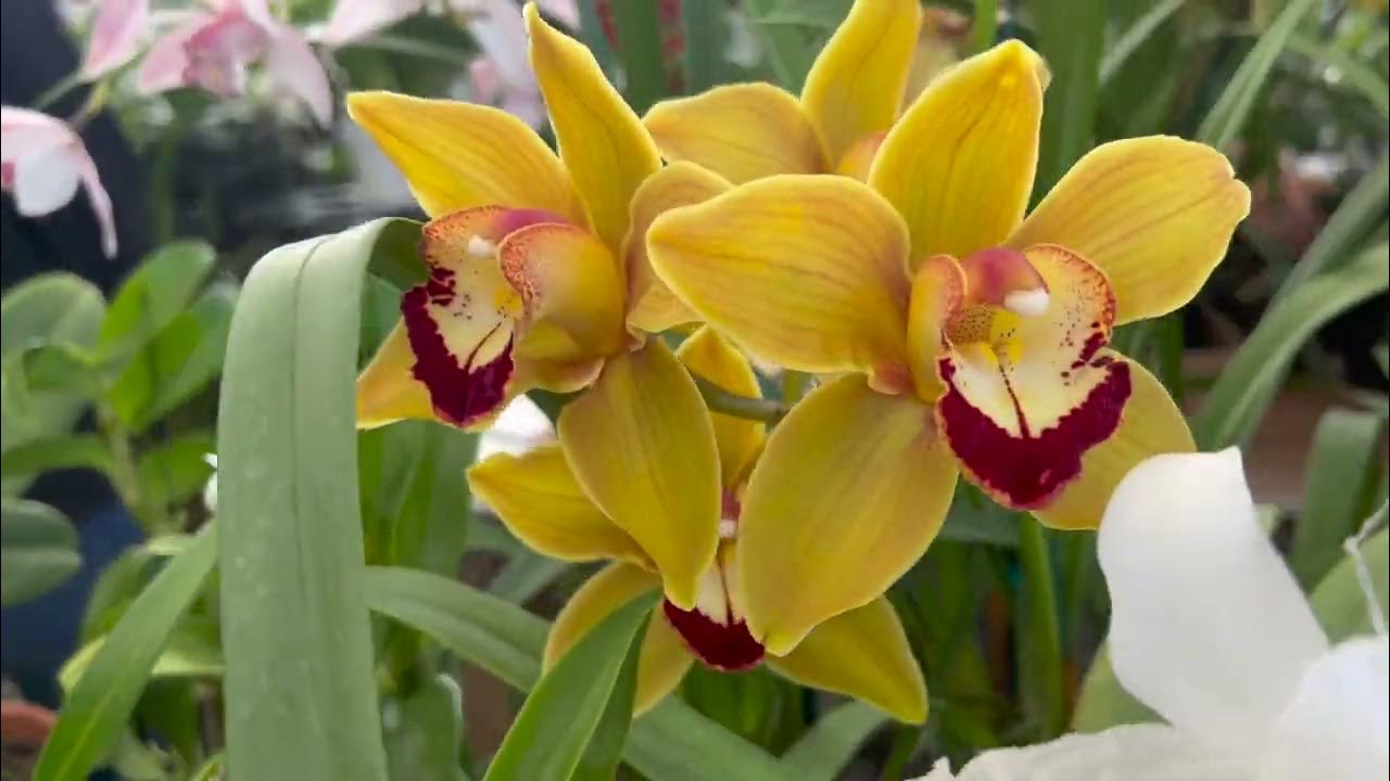 Deep cut orchid show 2023 YouTube