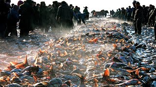 Wow!! Net Fishing under Ice in the Lake - Catch Hundreds Tons of Fish on winter