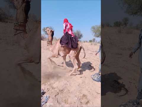 قامت هذه الفتاة ونهض الجمل المربوط بها فجأة