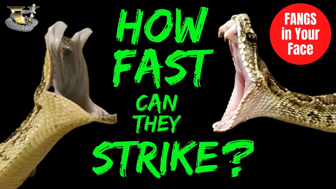 How FAST Can Snakes STRIKE You Want A Venomous Snake See World s worlds-fastest-striking-venomous-snakes-tyler-nolan-youtube