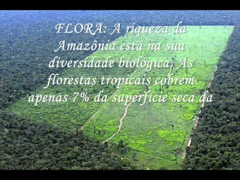 PANTANAL & FLORESTA AMAZÔNICA - TRABALHO DE CONCLUSÃO DE CURSO TCC