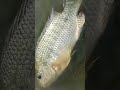 #fish #fishing #viral #fishspecies #trending #facts #shorts