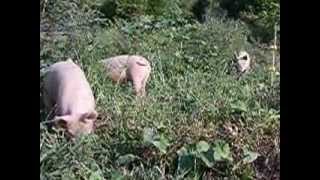 Pasture Pigs Graduate on the Jerrys Farm in Kentucky