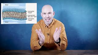 Intro To The Cell Membrane