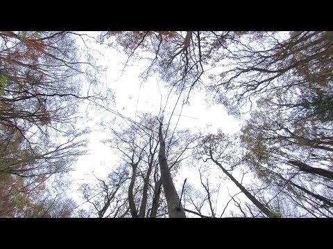 Hanbury Woods - Insta360 One X - no enhancements.