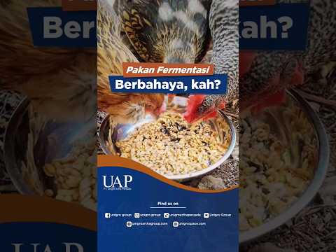 Video: Dapatkah fermentasi berkelanjutan?