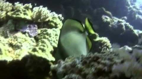 AVS4YOU Video Editor Presents: Sample Project