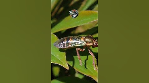 Alpine Insect Journey simple compose