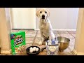 Cooking My Puppy Breakfast!