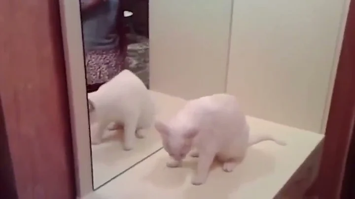 Funny cats 202244 290