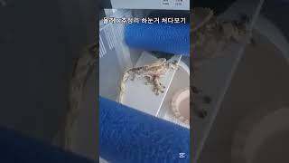 미안 다신 안보겠어🦎#도마뱀 #크레스티드게코 #희귀애완동물 #shorts