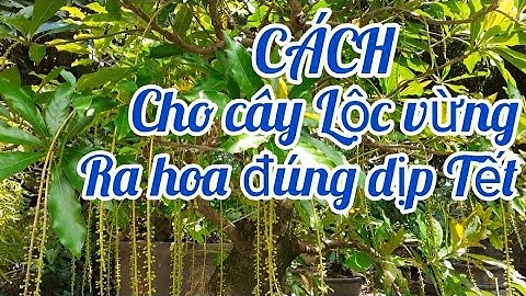 Cách cho cây lộc vừng ra hoa đúng Tết | Lộc vừng mini