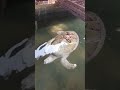 #superbearadventure #rare #turtle #awesomevideo #nice #magical #super