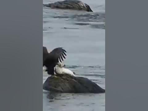 Bald eagle catch fish # shorts - YouTube