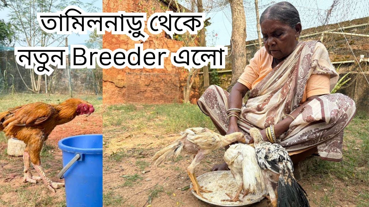 তামিলনাড়ু থেকে নতুন Breeder এলো - Parrot Beak Aseel Breeder from Tamilnaru