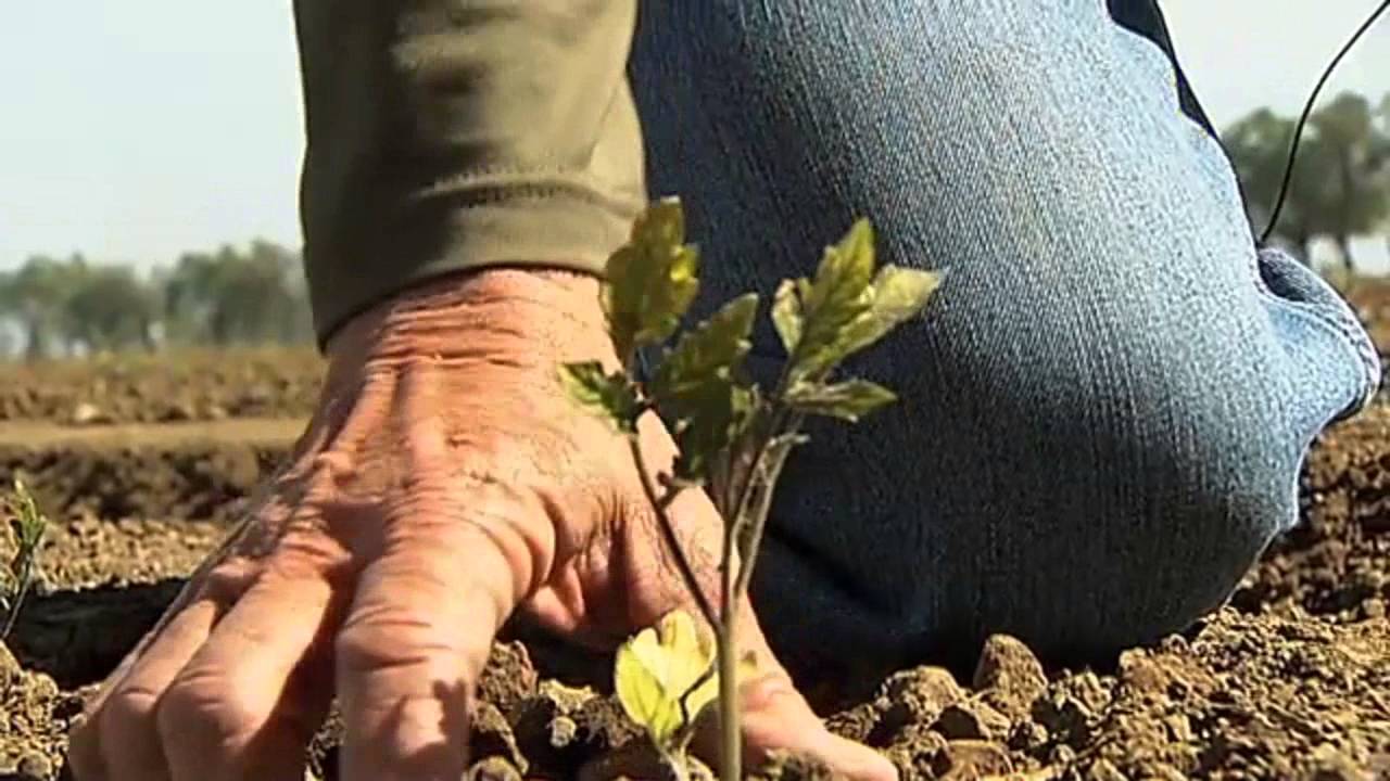 Pacific Coast Producers - Tomatoes