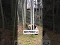 Giant panda 🐼#facts #knoweledgefacts #youtube #youtubeshorts #youtubevideo #viralvideo #reels