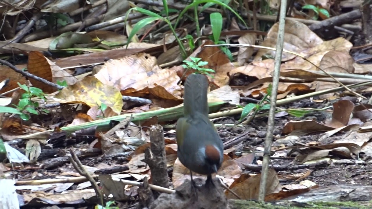 Chestnut-crowned Laughingthrush - Doi Lang - Mar 18