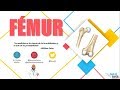 Anatomía - Fémur (Línea Áspera, Trocánteres, Inserciones Musculares)