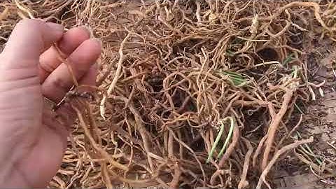 🍁BAO NHIÊU TIỀN 1KG SÂM CAU RỪNG 🍁ĐỊA CHỈ BÁN UY TÍN 0976 836 586