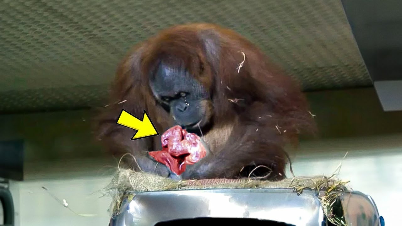 Orangutan Gives Birth For The First Time Vet Says This Can't Be True