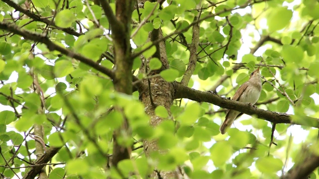 Соловей Подмосковья. Поют соловьи в Александровском саду. Роща поют соловьи доносятся звуки птиц. Общение птиц в густых зарослях.