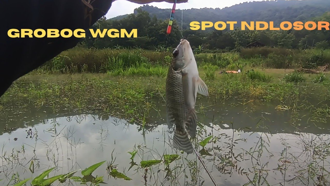 MANCING WADUK GAJAH MUNGKUR SPOT DLOSOR KEDALAMAN SETEGAH JENGKAL, GROBOG 
