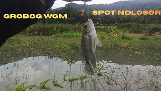 Download Lagu MANCING WADUK GAJAH MUNGKUR SPOT DLOSOR KEDALAMAN SETEGAH JENGKAL, GROBOG #fishing #mancing #fish MP3