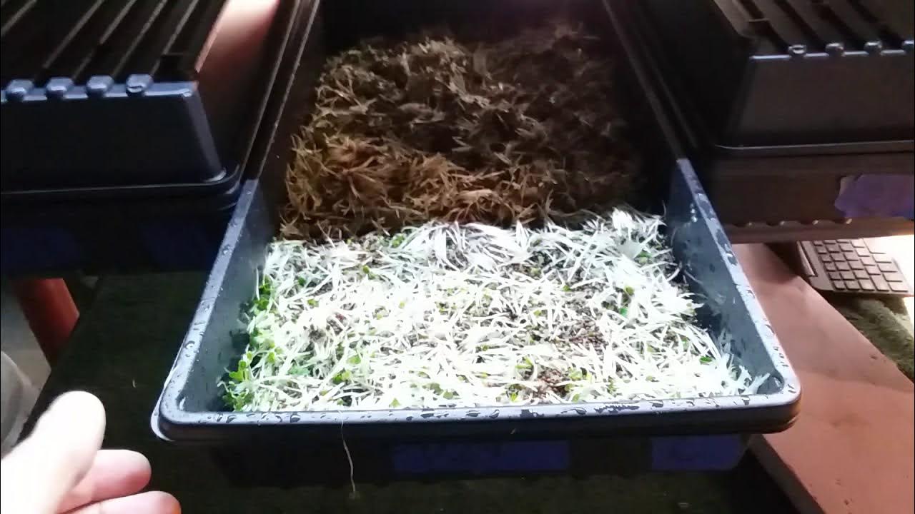 Microgreen Experiment, 3 Day Cycle and Reusing Soil YouTube